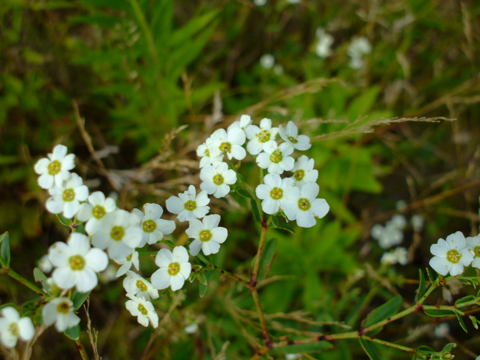 Euphorbia corollata